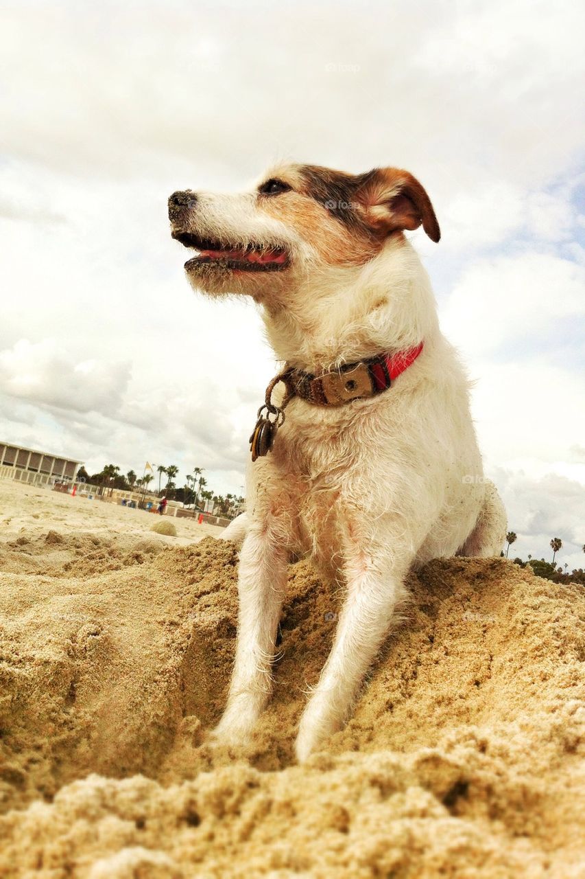 Happy dog beach 