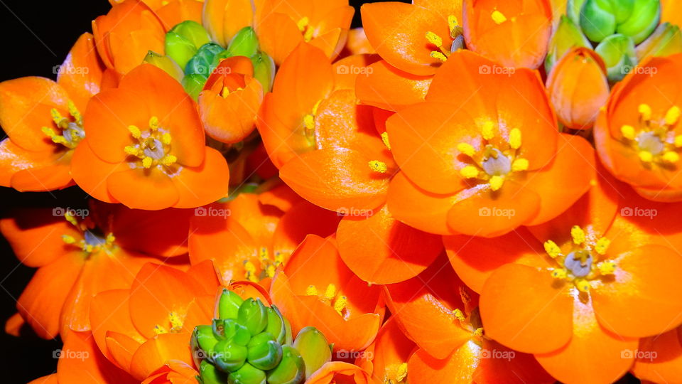 Orange star flower