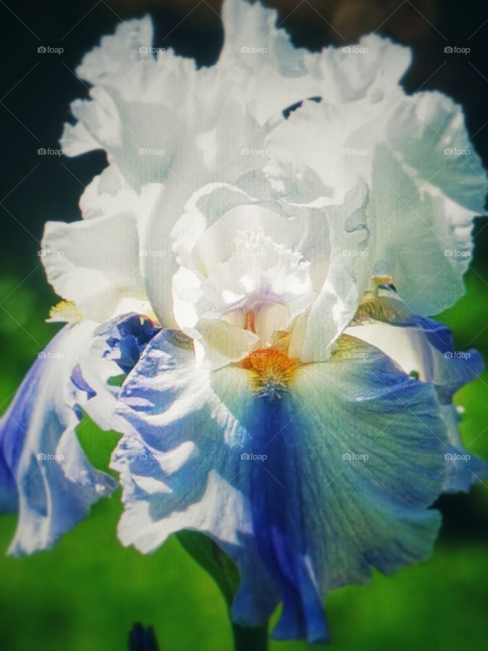Iris