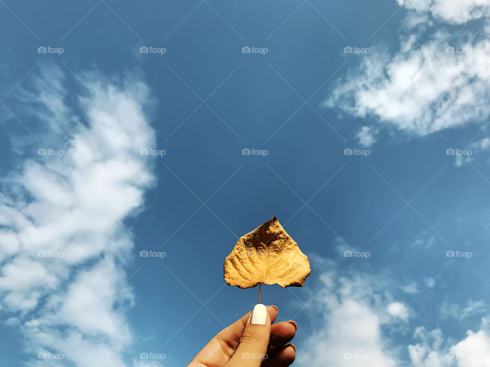 Female hand holding a dry autumn yellow leaf in front of blue sky with white clouds 
