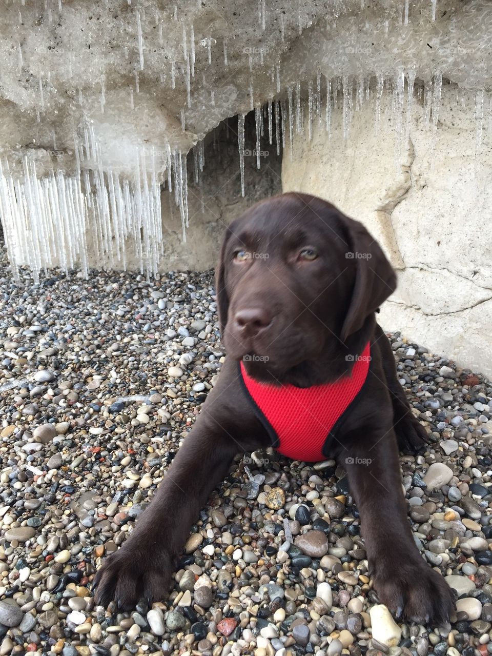 Puppy on beach