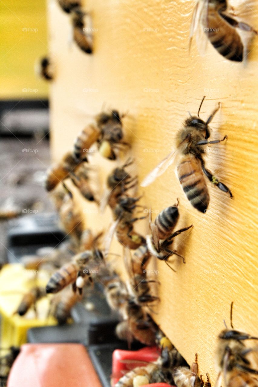 Bees on front of hive