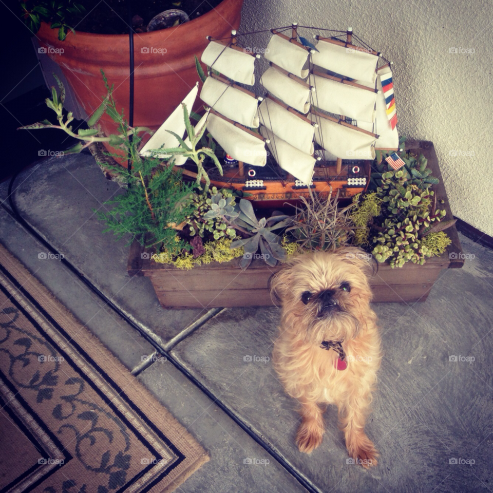 plants dog pet boat by caitlinlikes