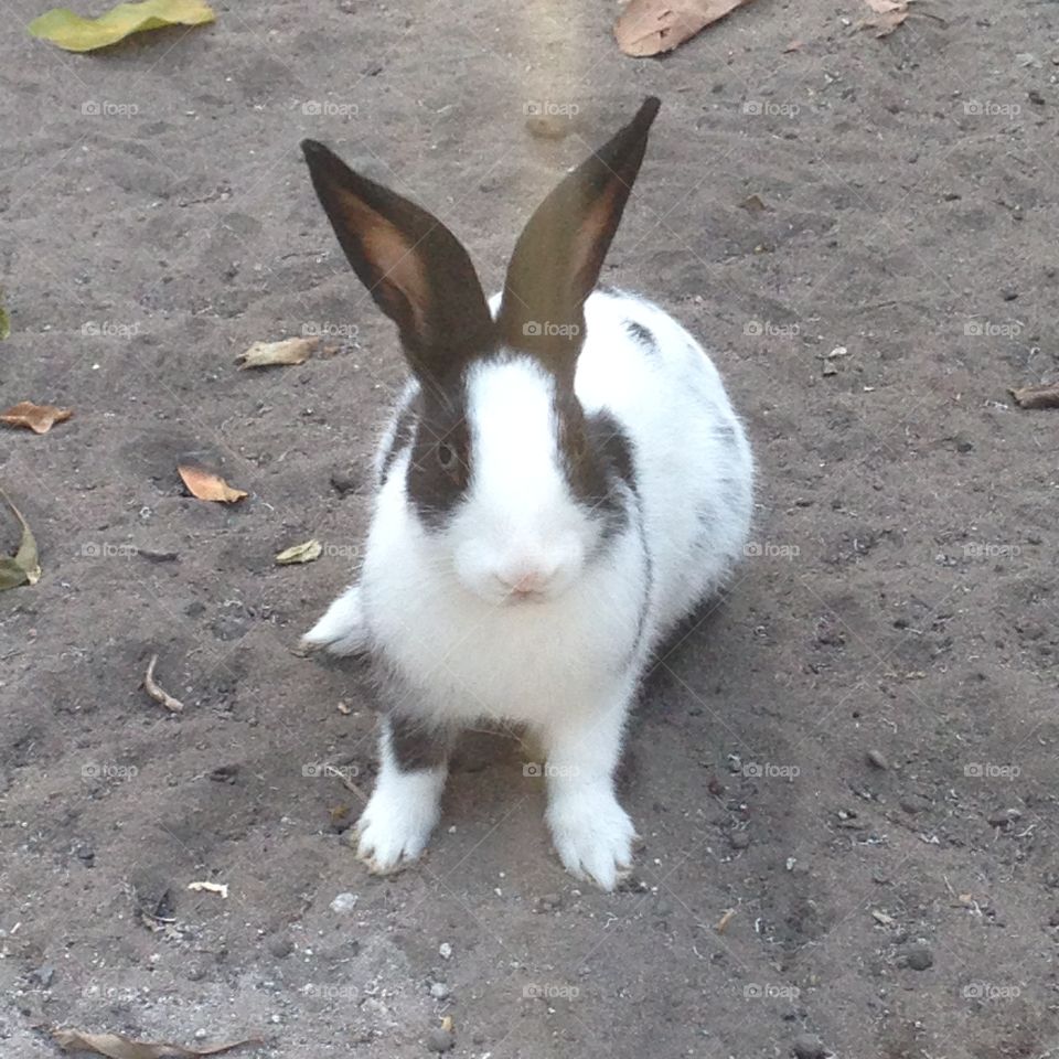 Bunny