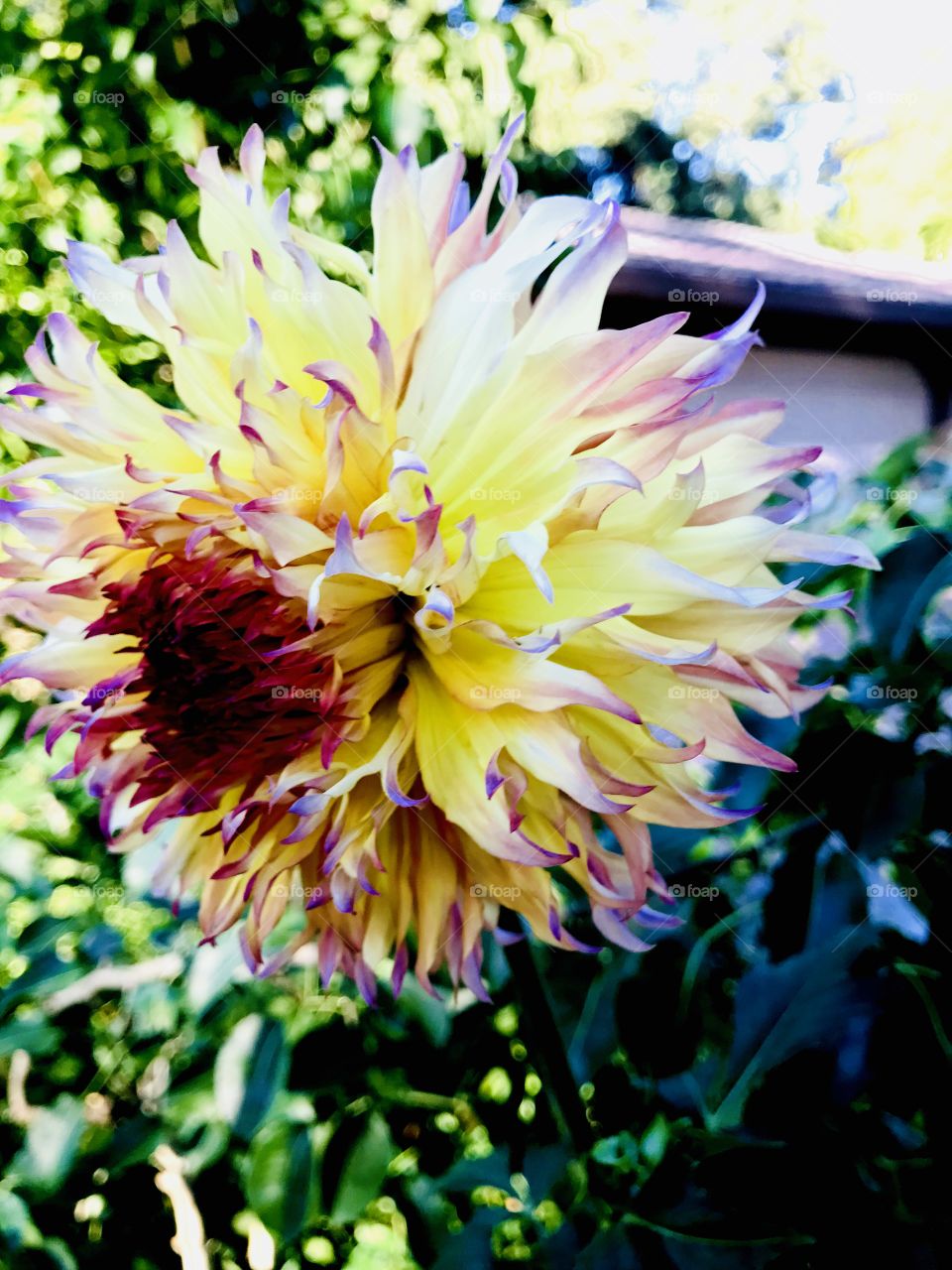 The Beautiful Petals Of Chrysanthemum