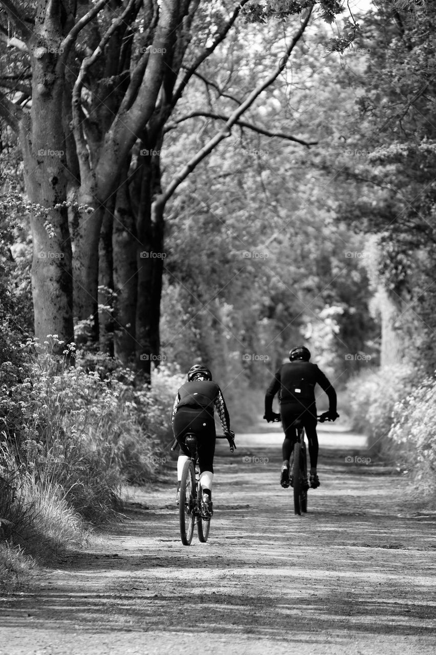 Rear view of people on bicycles in the forest.