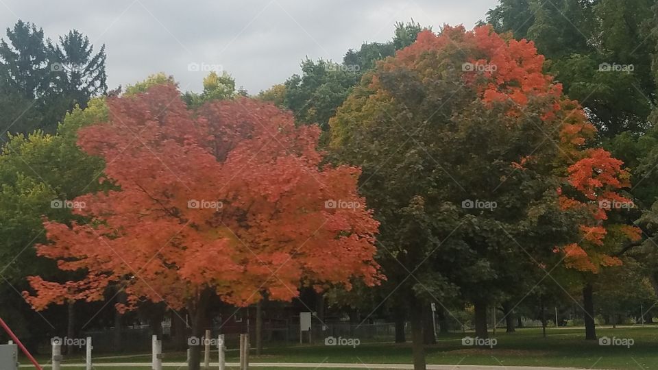 Fall trees