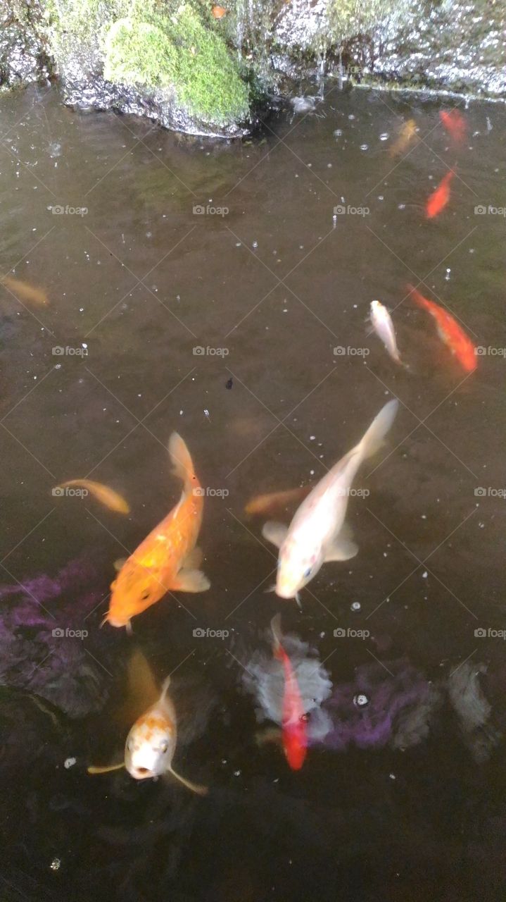 Water, fish,nature, no person