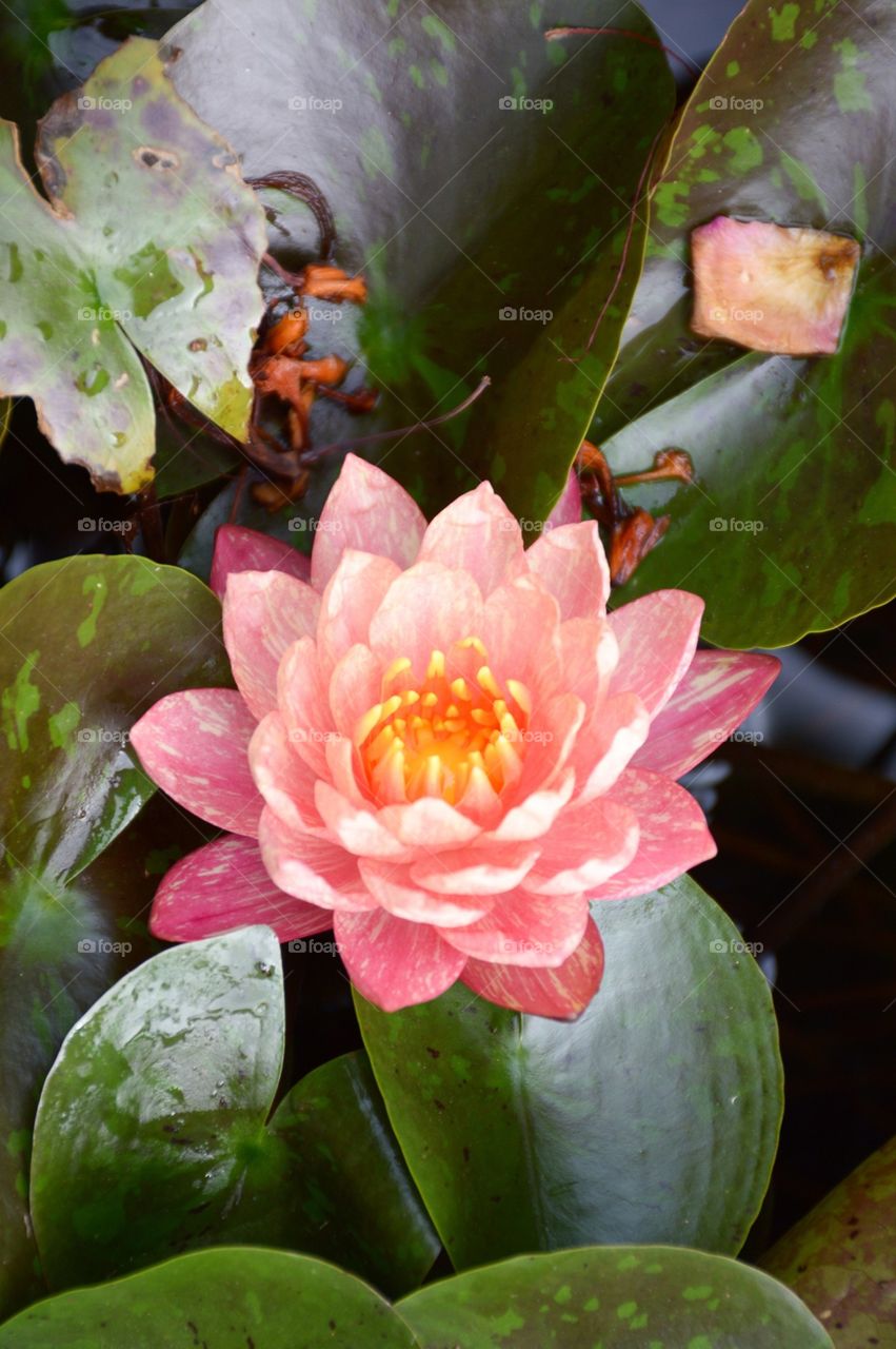 Pink lotus flower in nature garden