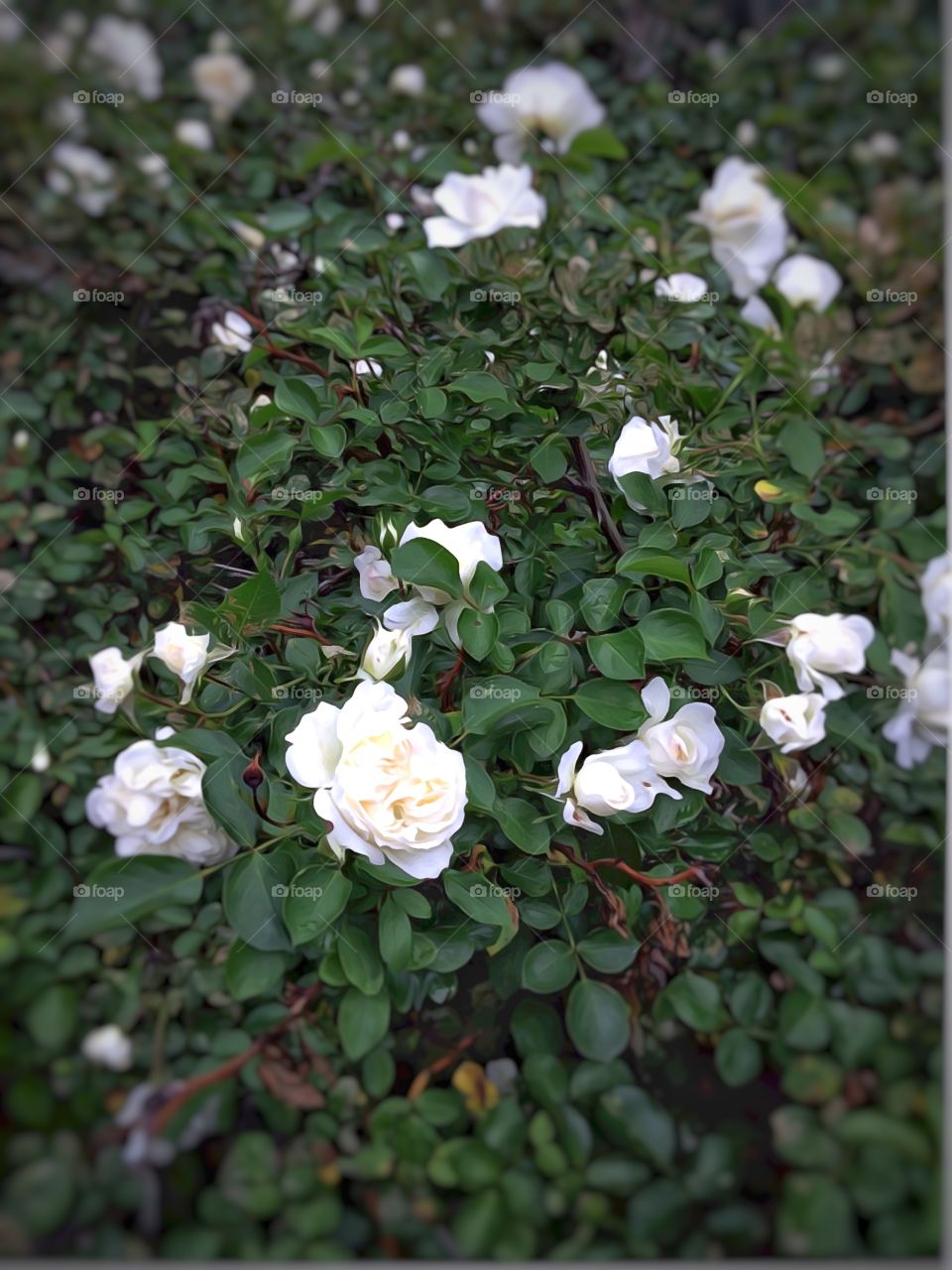 White Roses - Dewitt Clinton Park, Manhattan, New York City. Instagram,@PennyPeronto
