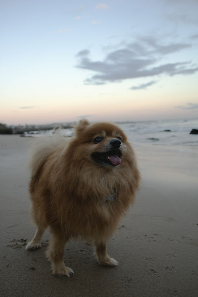 Small dog. Spitz