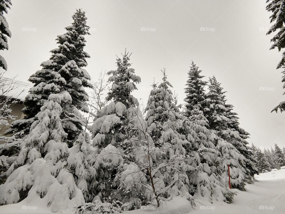 Trees covered by snow during winter. Slovakia