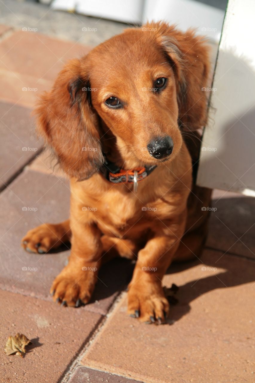 Portrait of a dog