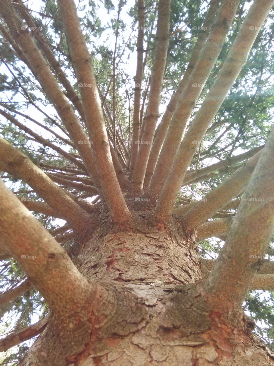 looking up through the limbs. point if view shot from under a pine tree