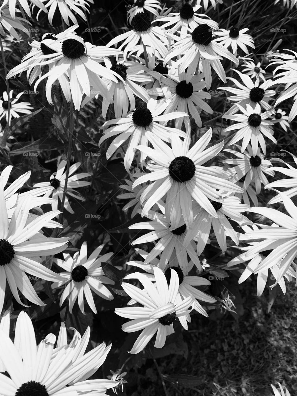 Black & white garden of black-eyed Susan 