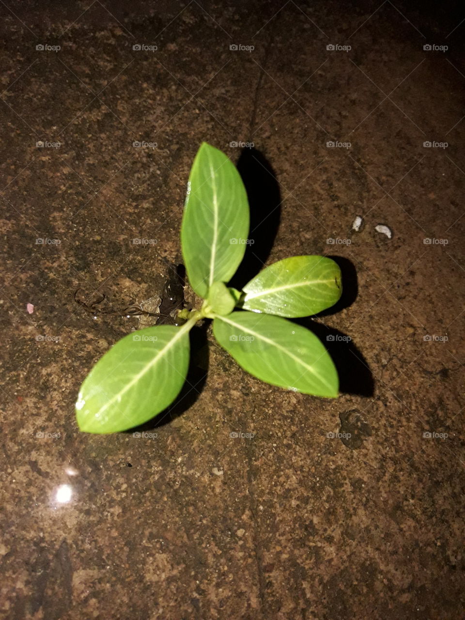 A small plant