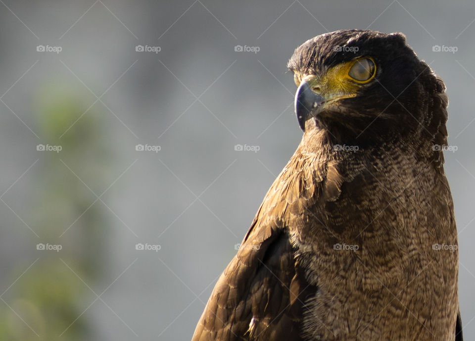 Crested Serpent Eagle - Eye Cleaning Membrane
