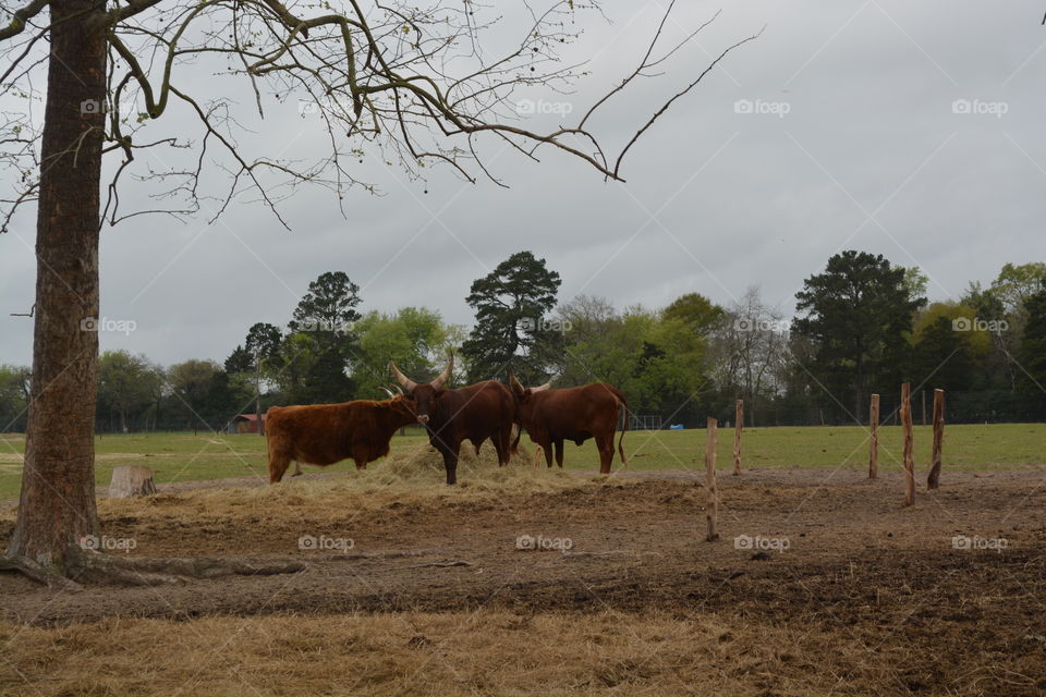 Long horn cows eating hay at the grapeland drivethru safari in Texas 