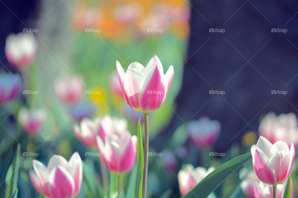 Field of beautiful pink and white tulip flowers