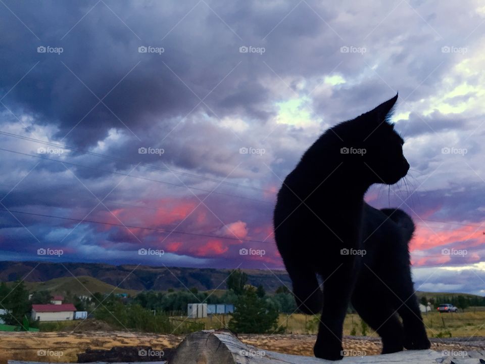 Black Cat Sunset. Beautiful black cat silhouetted against a Wyoming sunset 
