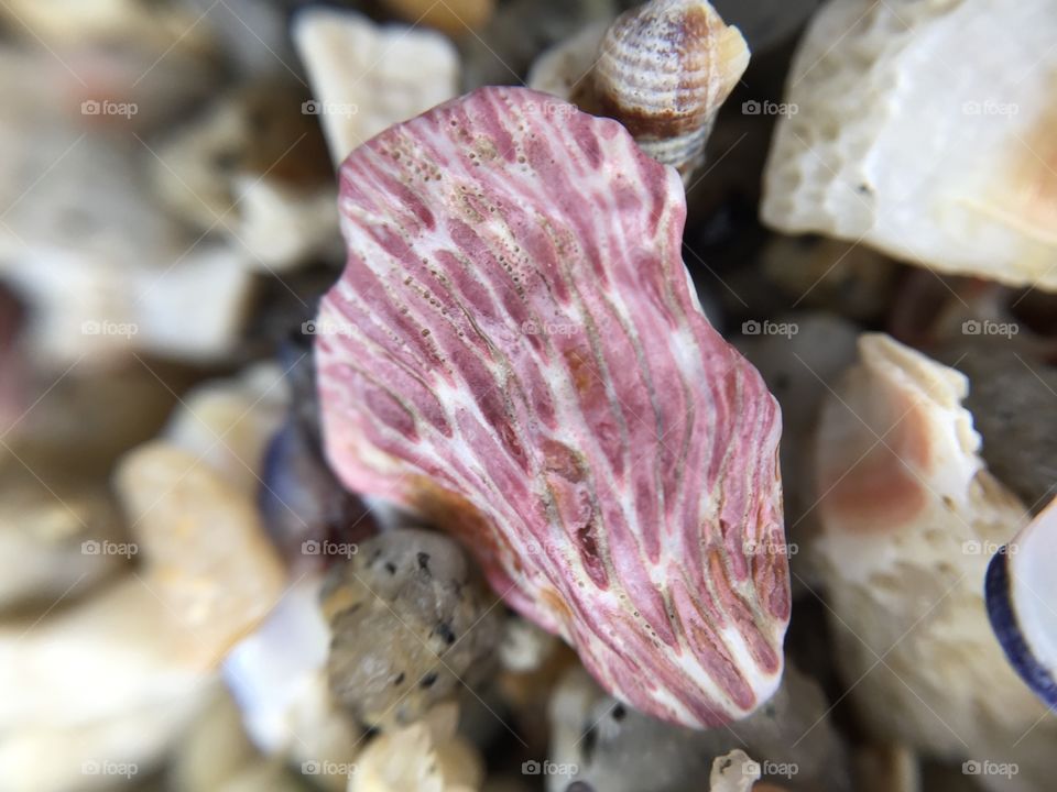Patterns on a tiny sea shell