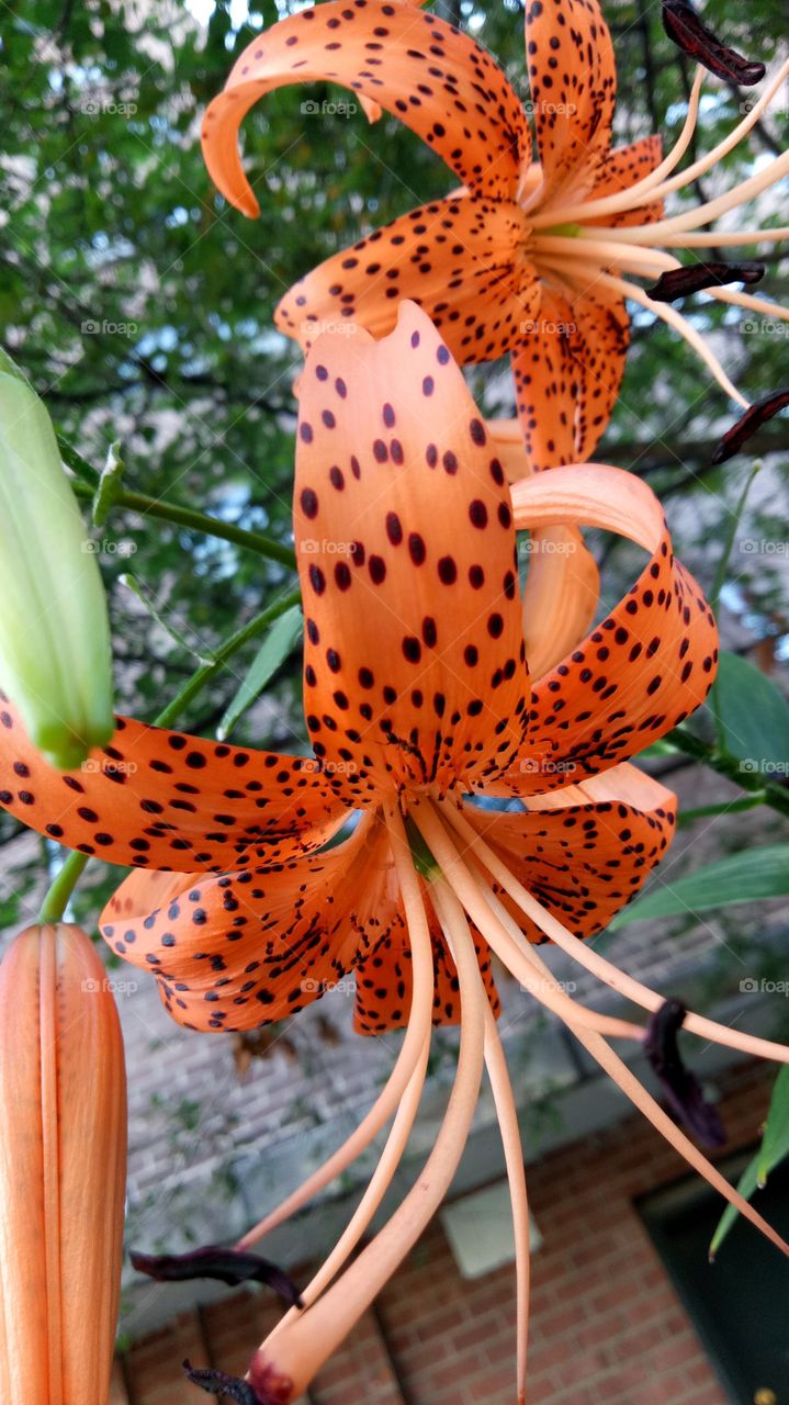 Tiger lily gets its name from its flower color: black marks on orange background resemble the skin of a tiger.