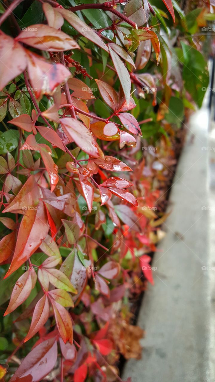 Red leaves