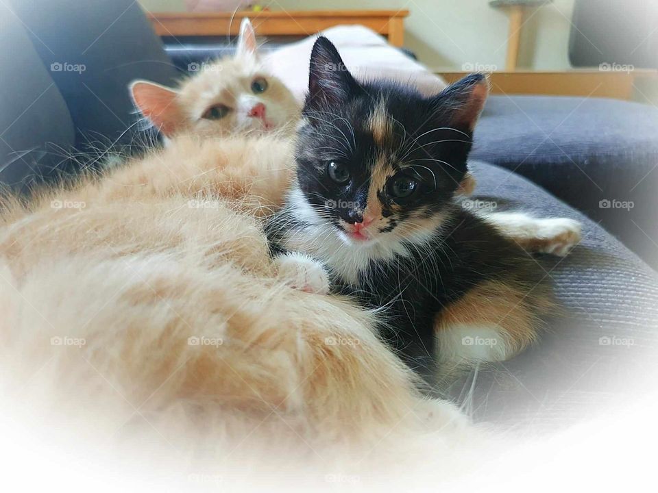 Kitten. mother and child