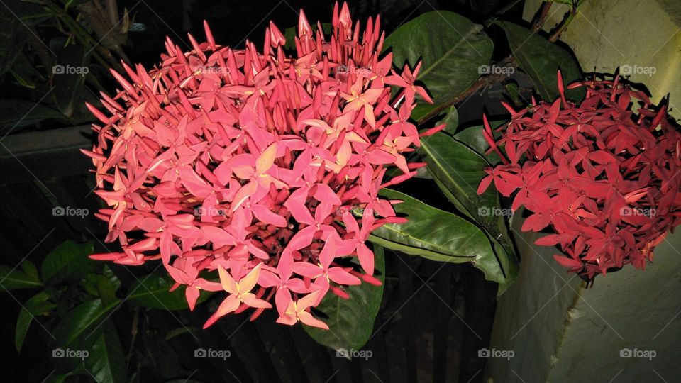 jenis tanaman / bunga merah penghias halaman rumah yang bisa di tanam di pot