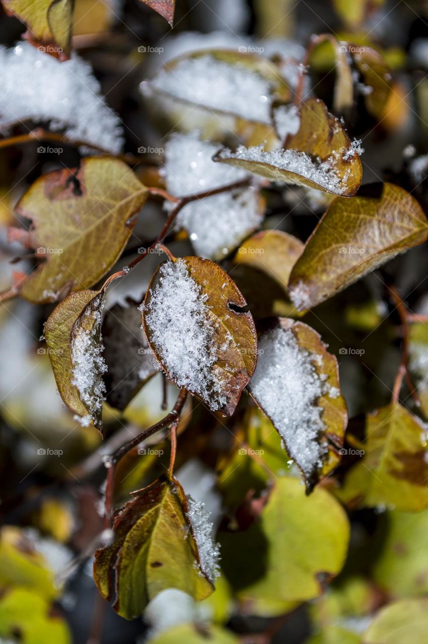 Quince leaves and snow.