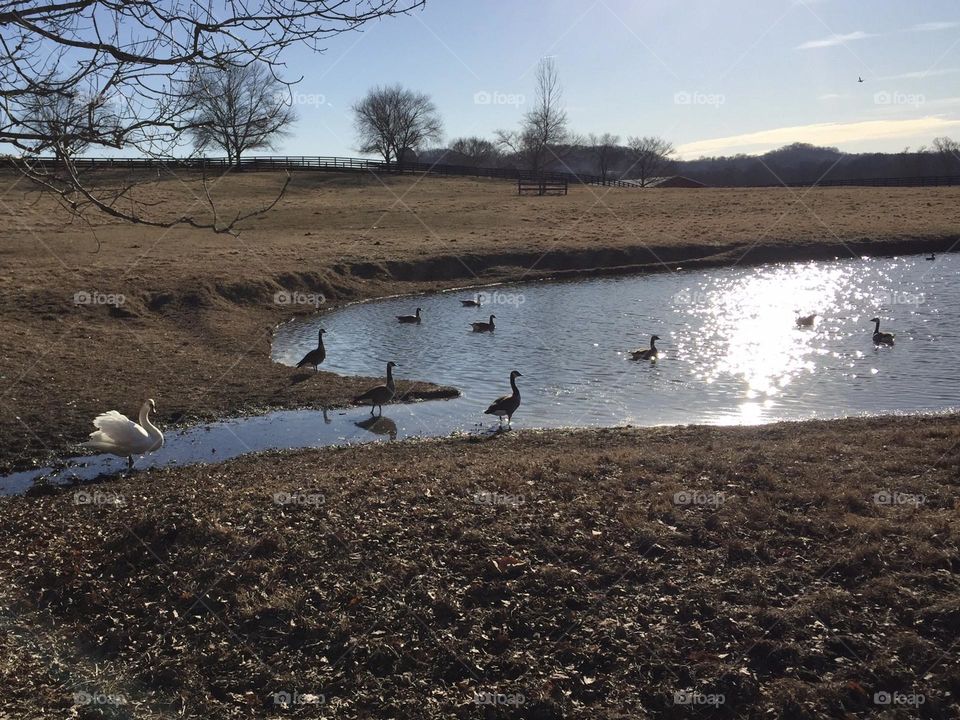 Swans on the pond with sun reflecting off surface farm scene