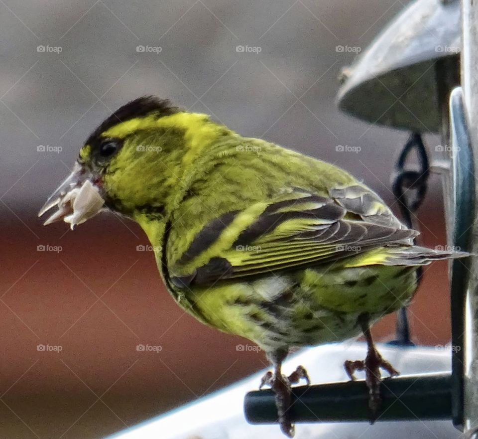 Siskin