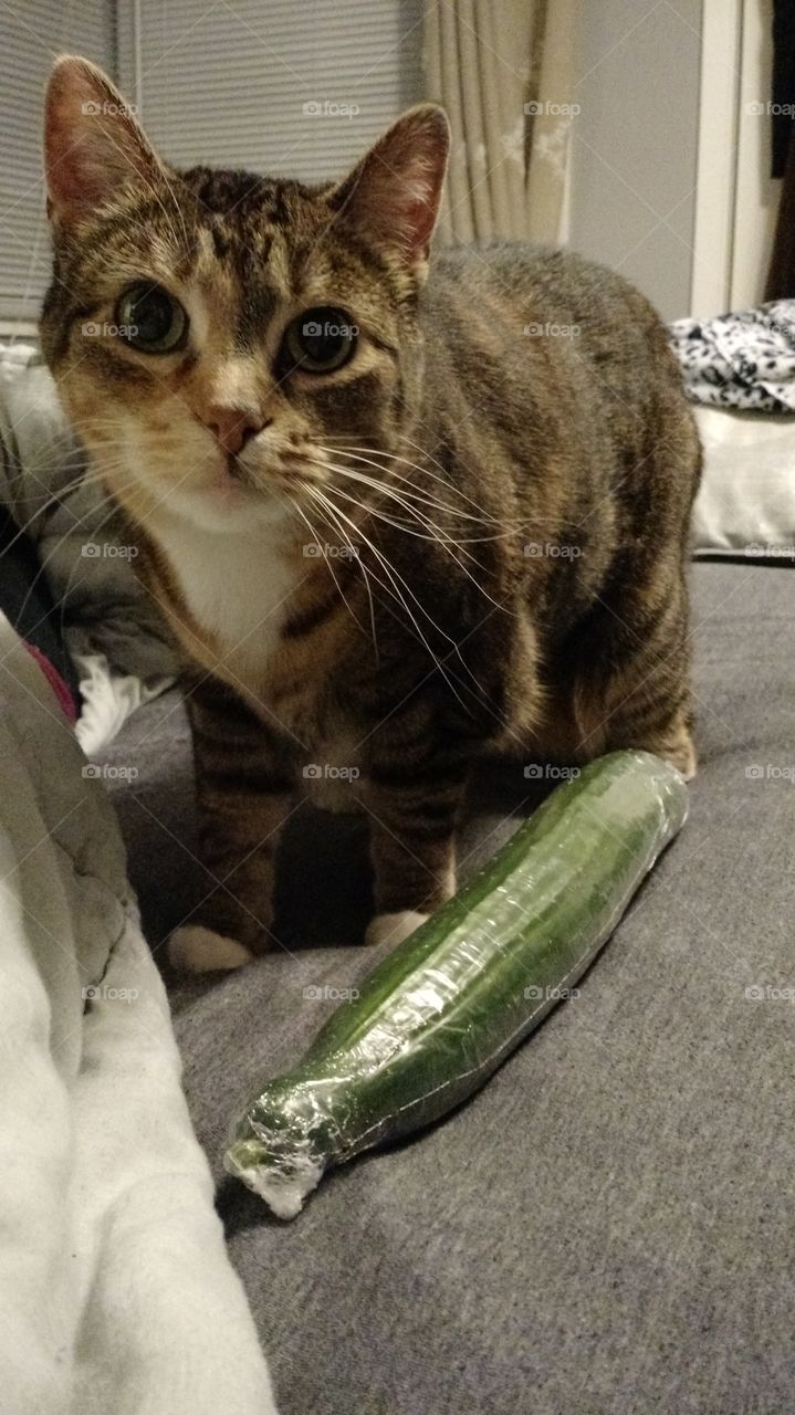 cucumber cat