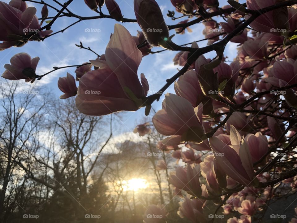 Really pretty flower from a tree 