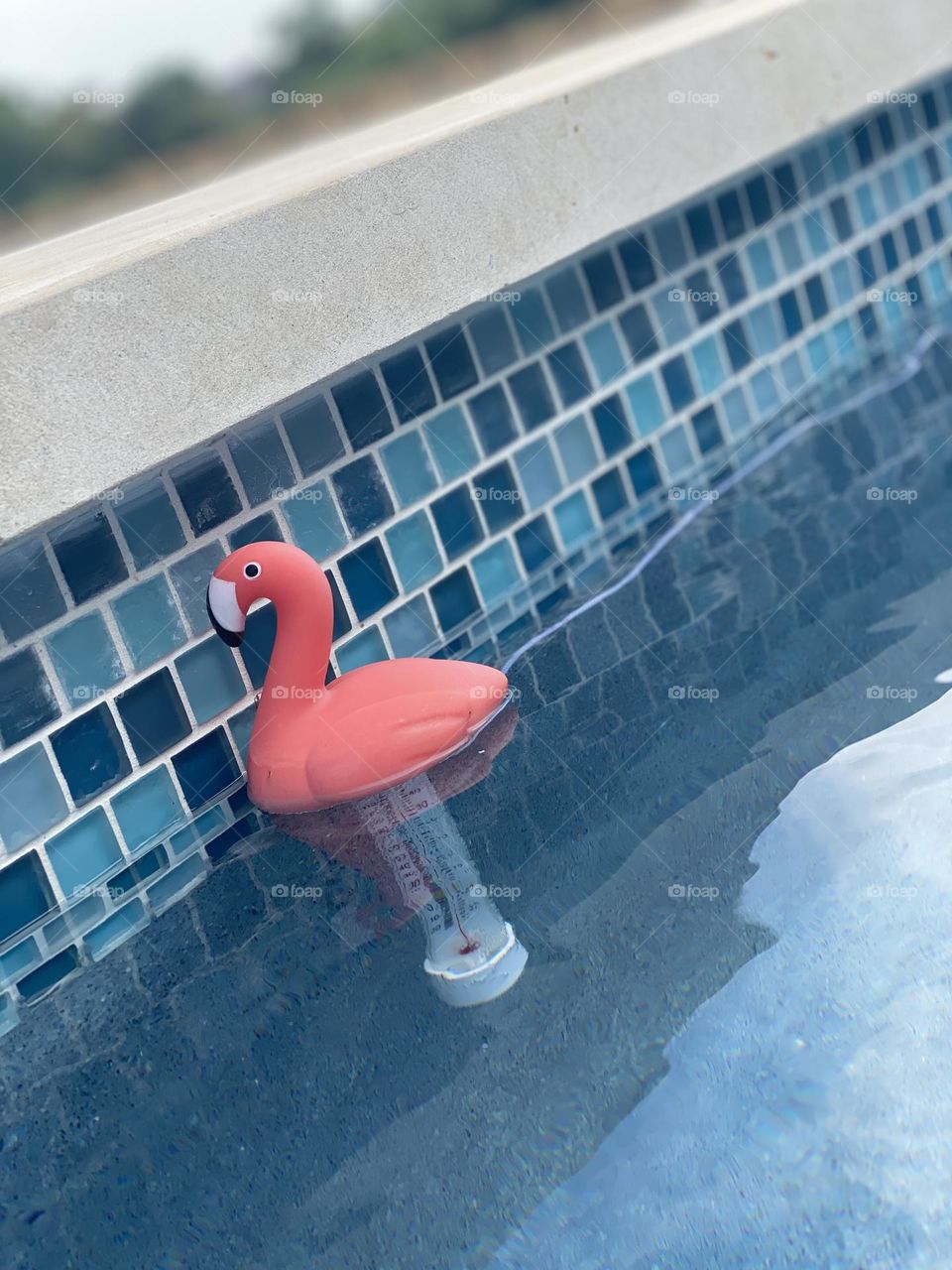 Pink flamingo floating in swimming pool Texas heat