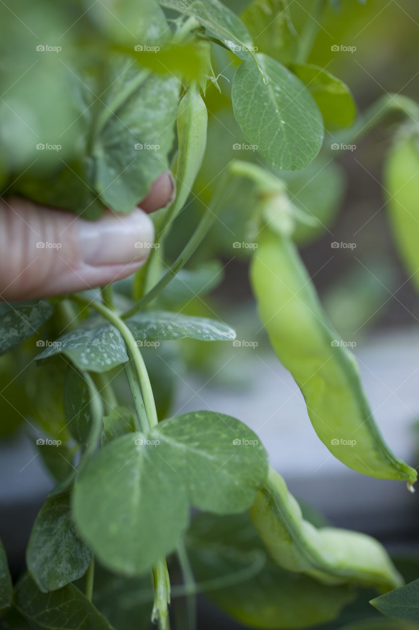 Woman holding green bean plant