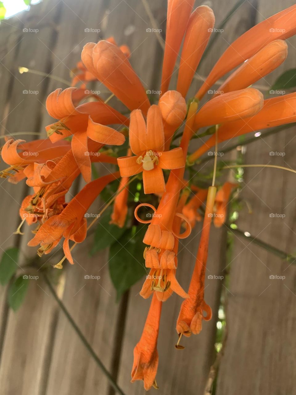 Flower growth out of a fence in the city