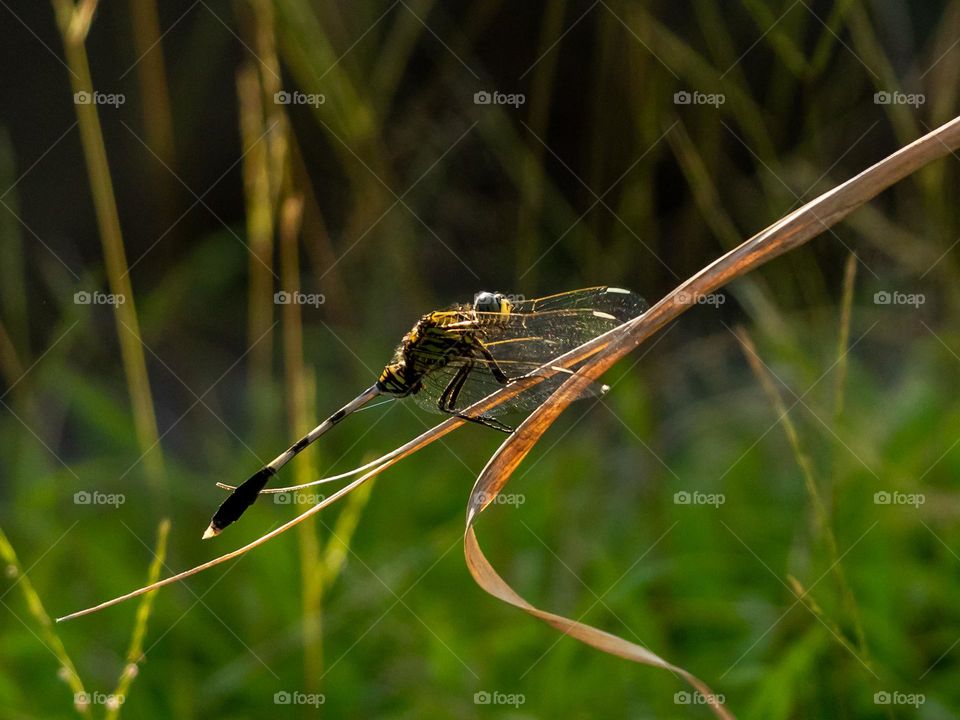 Beautiful Dragonfly