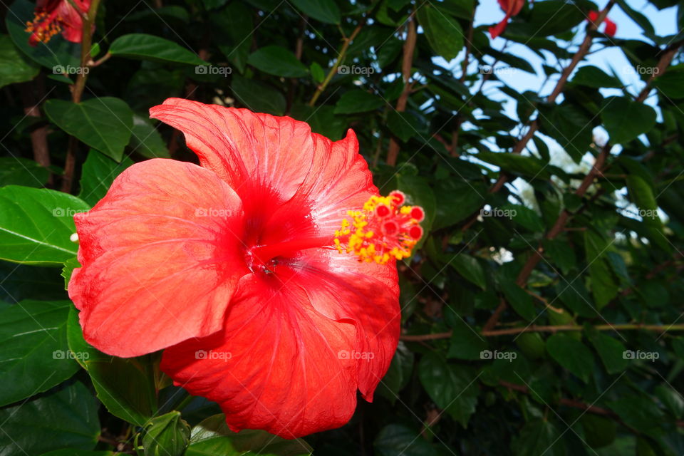 hibiscus