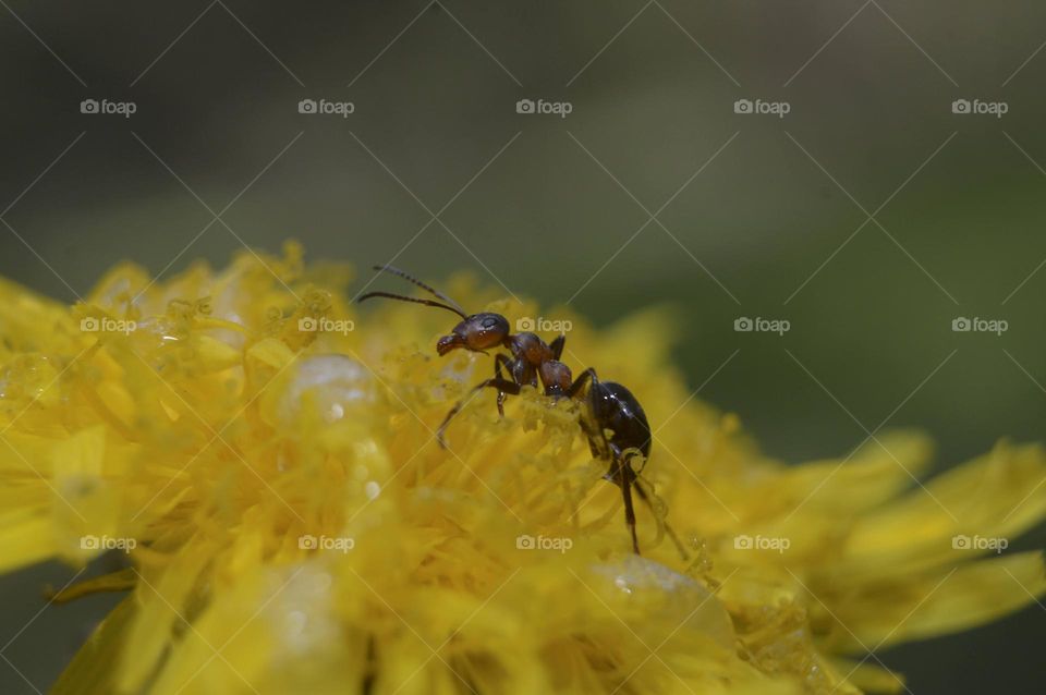 ant on the dandelion.