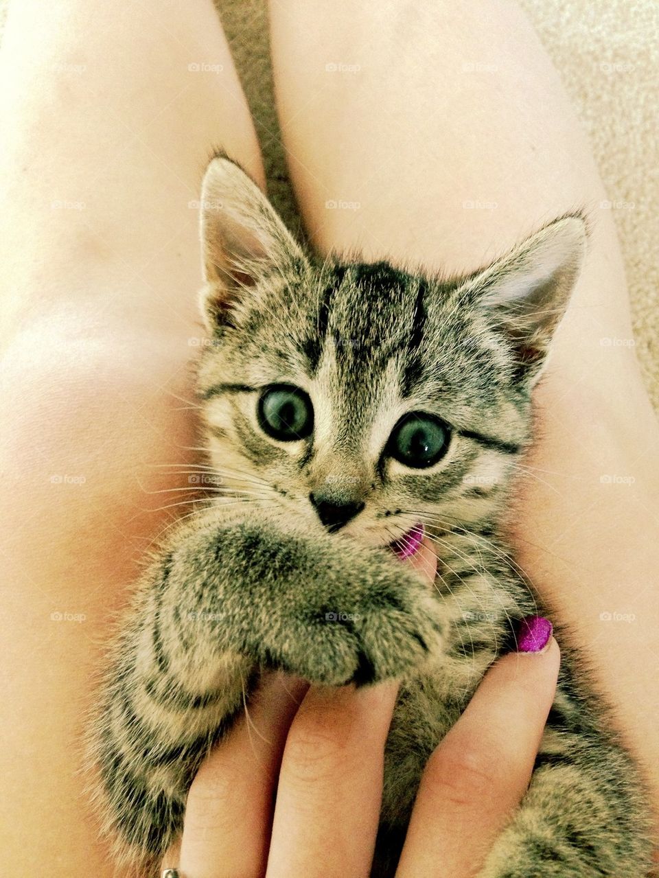 beautiful perfect kitten