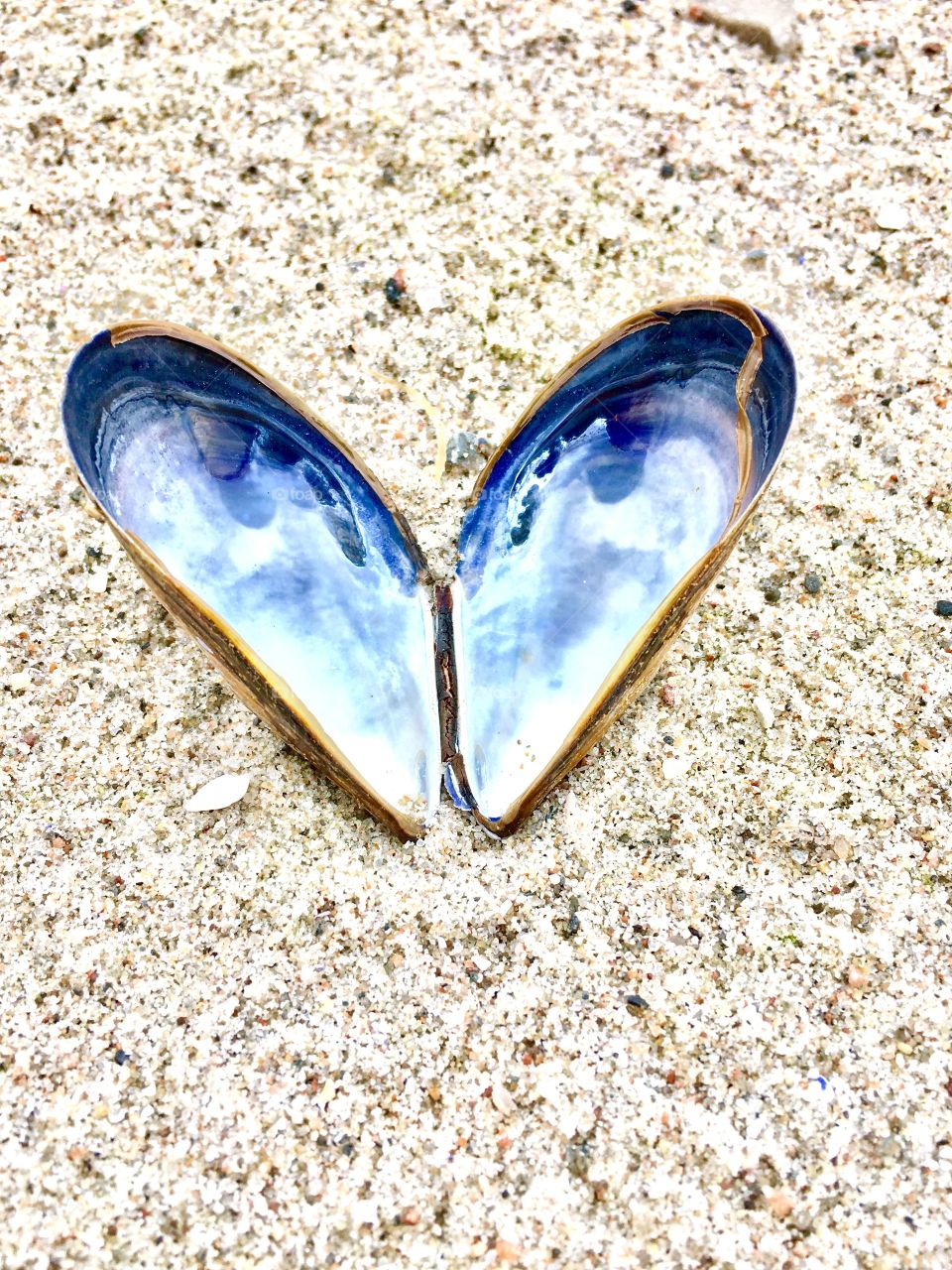 Heart shape Sea mussel