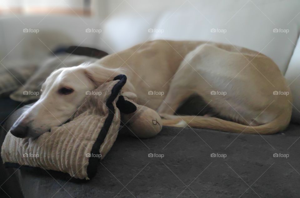 pillow dog