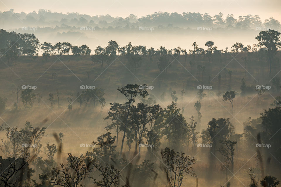 Forest in the morning with fog