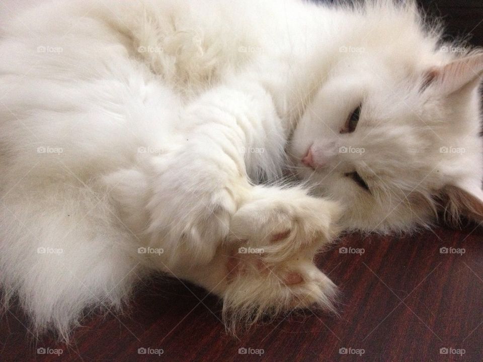 White Persian Cat  