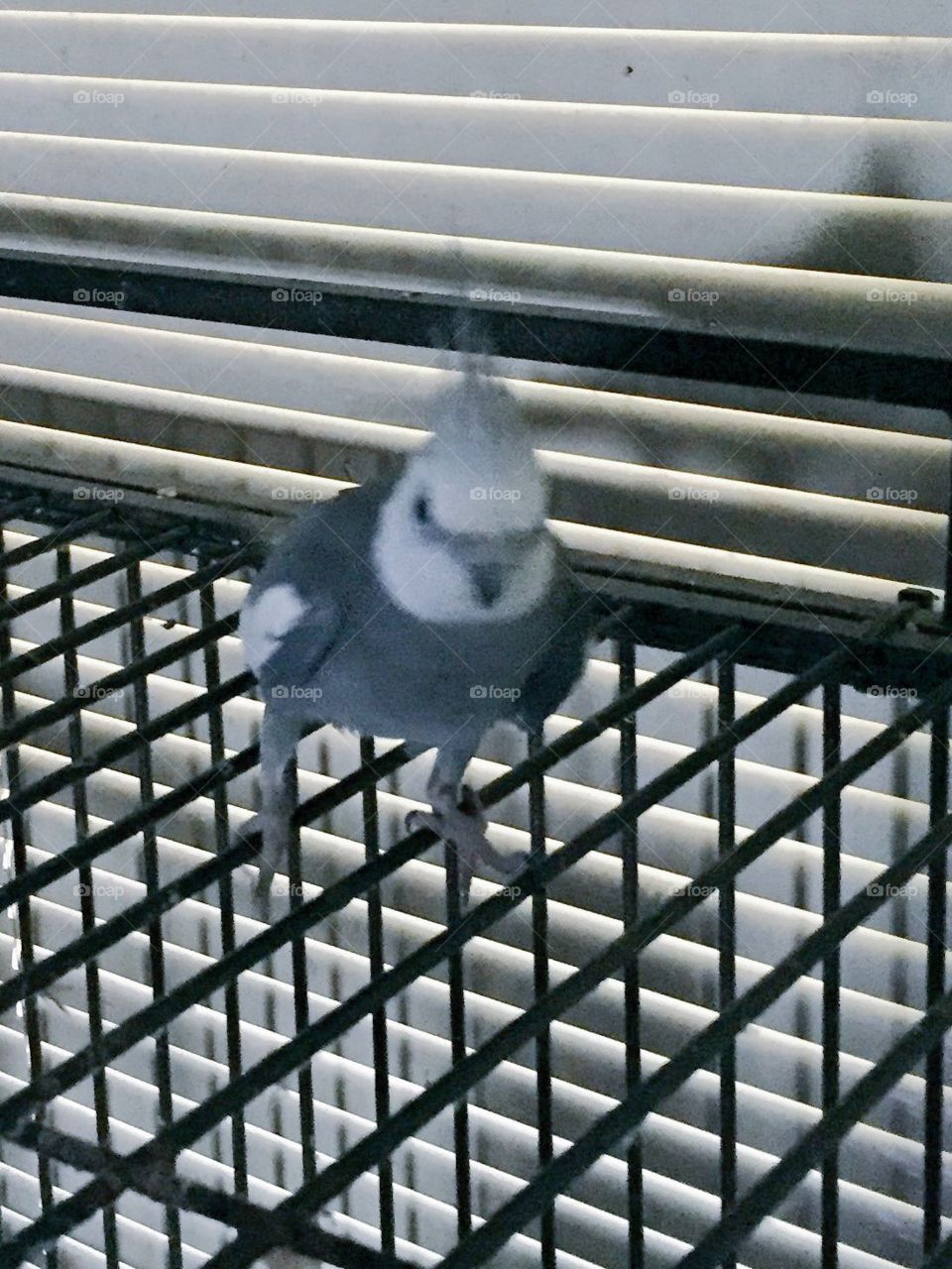 Bird, No Person, Outdoors, Nature, Steel