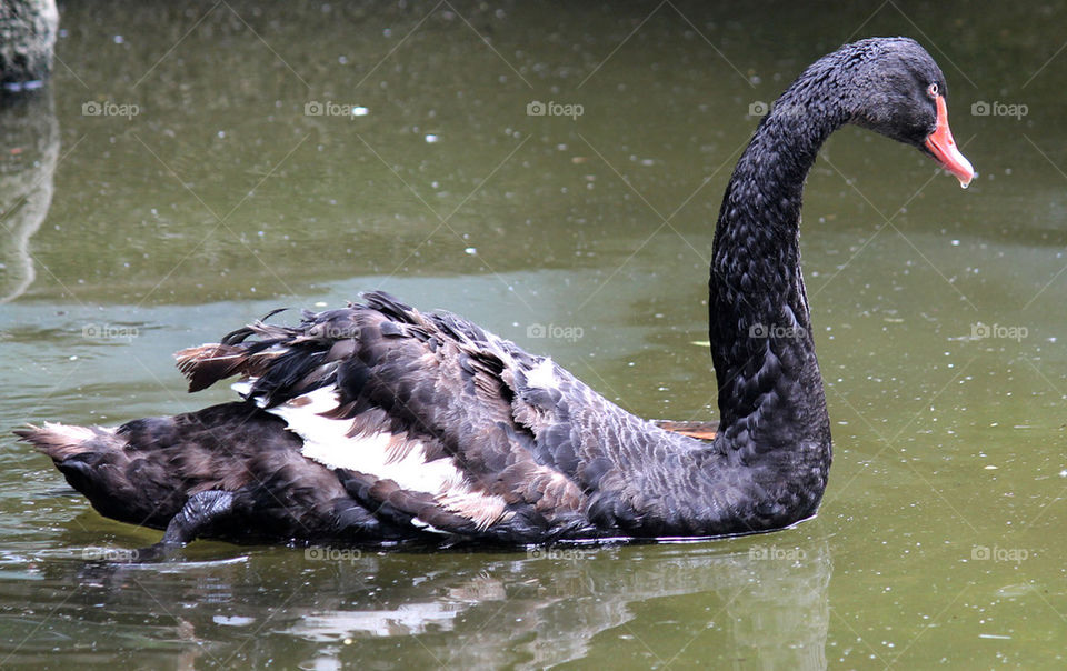 black swan