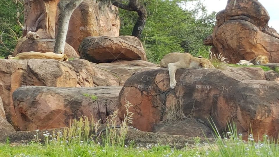 A pride of lions rest peacefully atop the rocks at Animal Kingdom at the Walt Disney World Resort in Orlando, Florida.