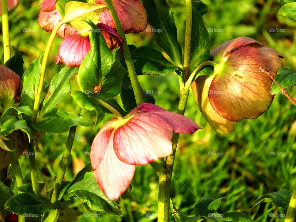 Close-up of hellebore flowers