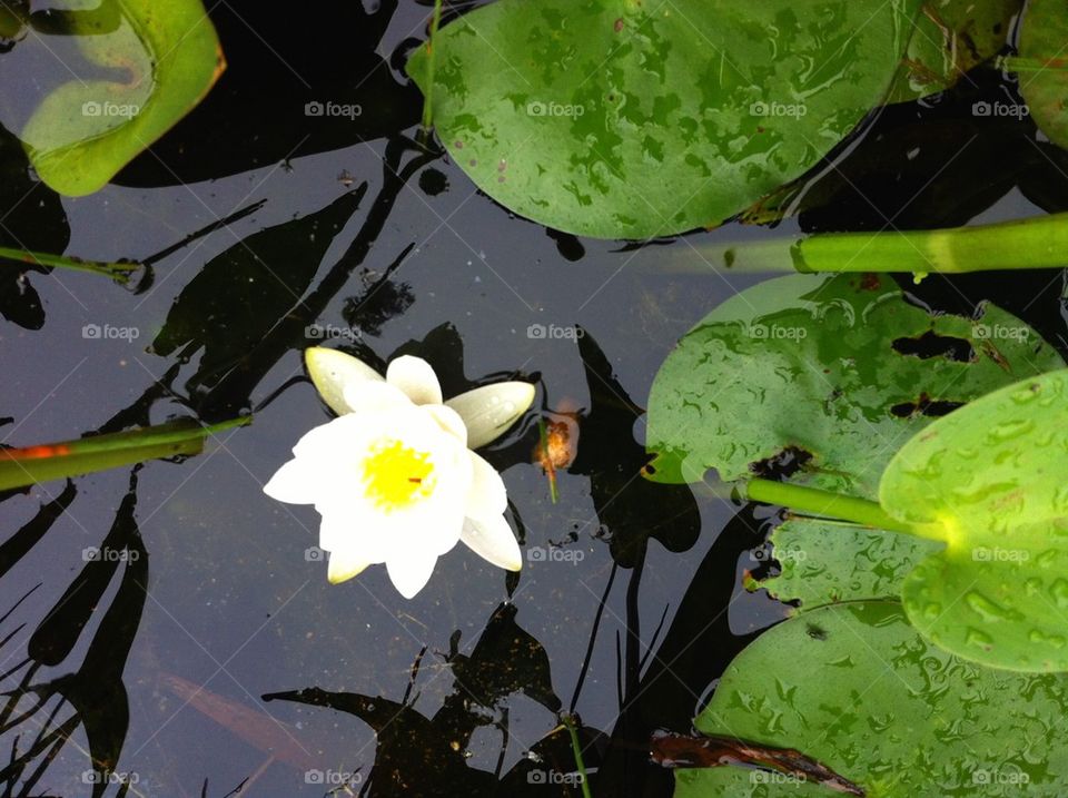 Lily pads